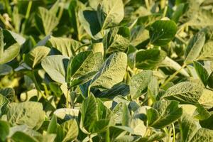 a field of green plants with leaves photo