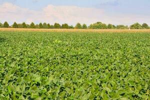 a field of green beans with a blue sky in the background photo