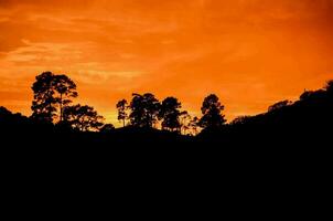 arboles silueta en contra el naranja puesta de sol cielo foto