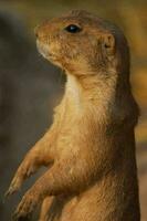 a ground squirrel standing on its hind legs photo