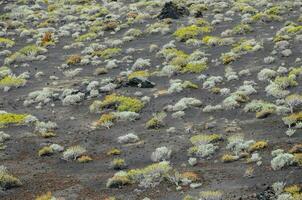 a field of yellow and green plants in the middle of a desert photo