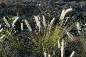 a field of grasses with long, white parts photo