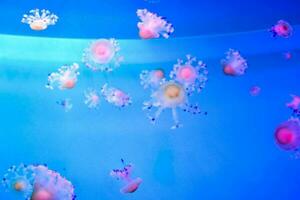 jellyfish in the aquarium photo