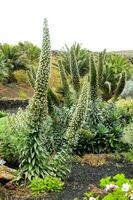 un grande planta con blanco flores en un jardín foto