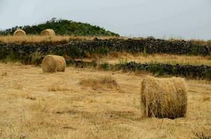 hay bales in a field with a stone wall photo