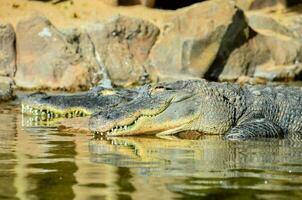 two alligators resting in the water at the zoo photo