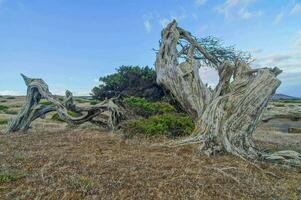 un muerto árbol en el medio de un campo foto