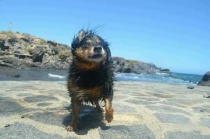 a dog at the beach photo