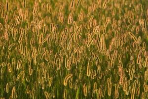 a field of tall grasses with long, slender stems photo