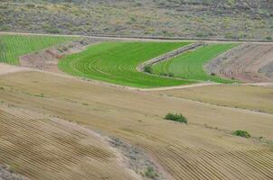 a field with green and brown crops photo