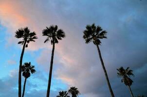 palm trees against a cloudy sky at sunset photo