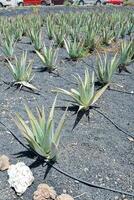 agave plants growing in a field photo