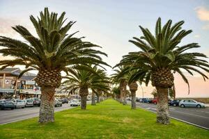 palm trees line the road in front of a beach photo