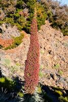 a plant with red flowers in the middle of a rocky area photo