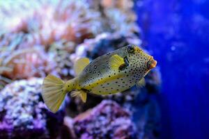 a puffer fish swimming in an aquarium photo