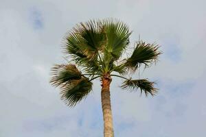 un palma árbol con un nublado cielo en el antecedentes foto