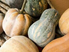 un variedad de squash y calabazas foto