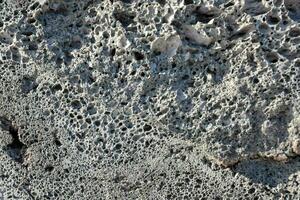 a close up of a rock with holes in it photo