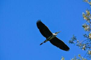 a large bird flying in the blue sky photo