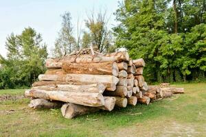 a pile of logs in the forest photo