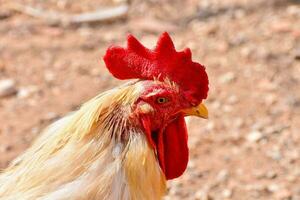 a close up of a rooster with a red comb photo