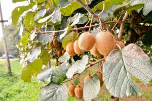 kiwi fruit hanging on the tree photo