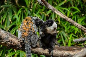 two monkeys sitting on a branch photo