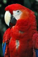 un rojo loro con un azul teñido pico foto