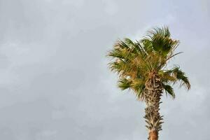 palm tree against a cloudy sky photo