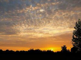 the sun sets behind a field of trees photo