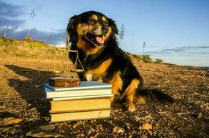 a dog sitting next to books with scales photo