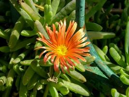 a single orange flower in a green plant photo