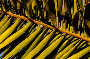 a close up of palm tree leaves photo