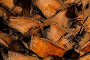 a close up of a palm tree bark and leaves photo