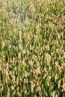 a field of grass photo