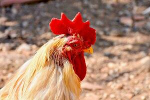 un cerca arriba de un gallo con un rojo peine foto