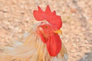 un cerca arriba de un gallo con un rojo peine foto