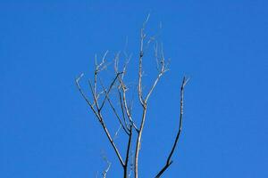 un desnudo árbol en contra un azul cielo foto