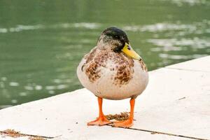 a duck standing on the edge of a dock photo