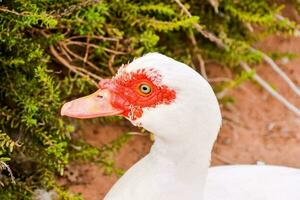 a white duck with red eyes is standing in the dirt photo