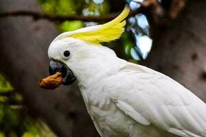 A colorful parrot photo