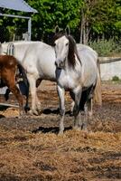 caballos a el granja foto