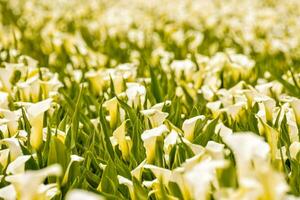 a field of white and yellow calla lilies photo