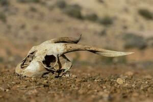 An animal skull photo