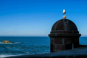 a seagull perched on top of a stone pillar photo