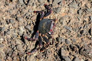Close up of a crab photo