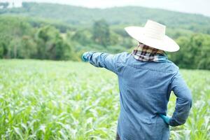 Back view of Asian farmer stands at maize garden, put hand on waist and point to something.  Concept, Agriculture occupation lifestyle. Thai Farmer. Taking care of crops plants. photo