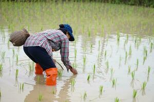 Asian woman farmer holds fishing net and creel to find freshwater algae Spirogyra sp. and fish at organic paddy field. Concept, rural agriculture lifestyle, earn living from nature. photo