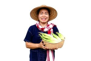 Asian woman farmer hold basket of fresh organic corn. Thai local breed. Favorite for Thai northern farmers grow for boil, steam or cook for Thai traditional dessert. Concept, agricultural crop product photo