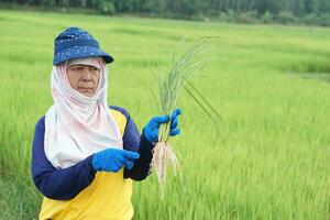 Asian woman farmer  holds sample rice plants with roots at paddy field  to inspect growth and plant diseases. Concept, taking care of agriculture crops. Analysis and inspect  progress of growing. photo
